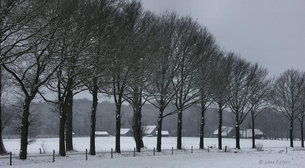 Row of trees by joeke pieters