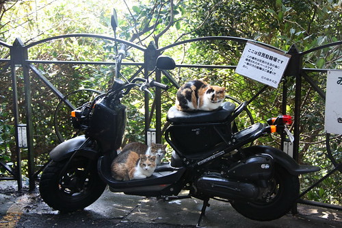 Chats Antivol [Enoshima] | by Francesco Dramya