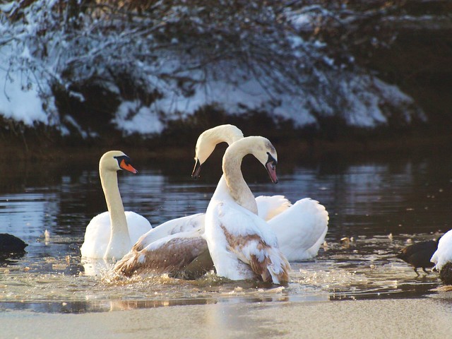 The ice was to thin for these heavy swans, one broke in, the other tried to help him out....