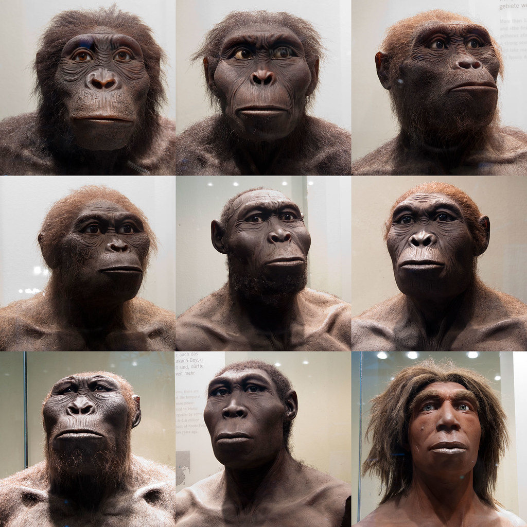 Human Ancestors - a photo on Flickriver