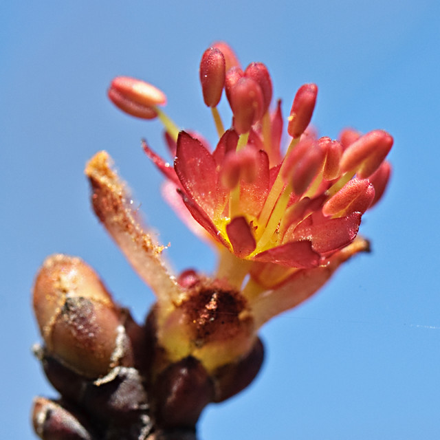 Red maple bud