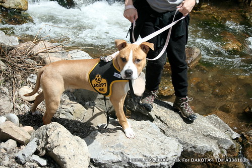 Pit Bull Hiking - Dakota - ID# A338181 | Posted via email fr… | Flickr