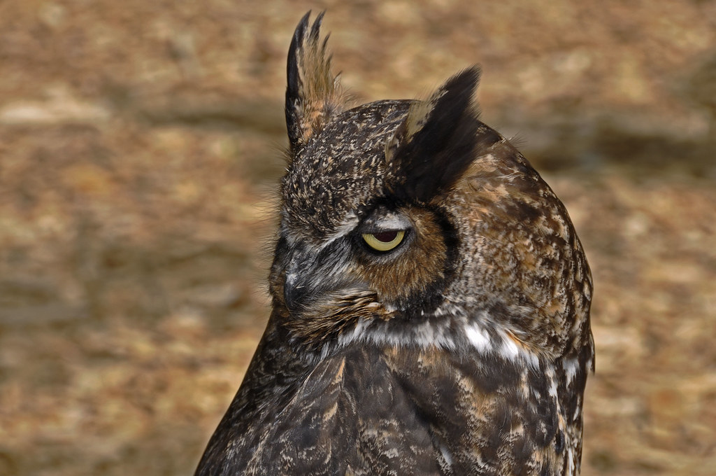 Great Horned Owl (Bubo virginianus) by RkyMtnGrl