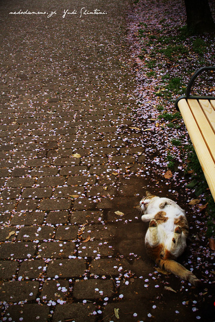 Scatter cherry blossoms and cat.