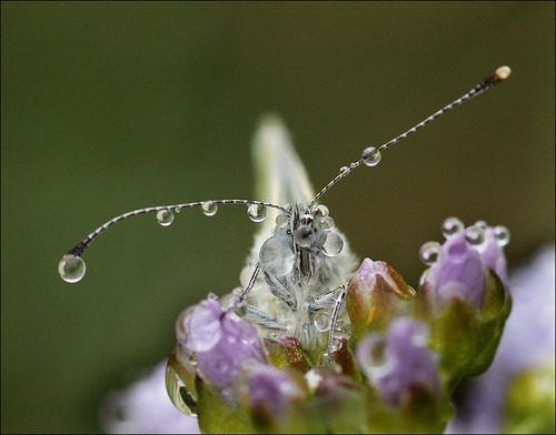 More wet butterflies by mike turtle