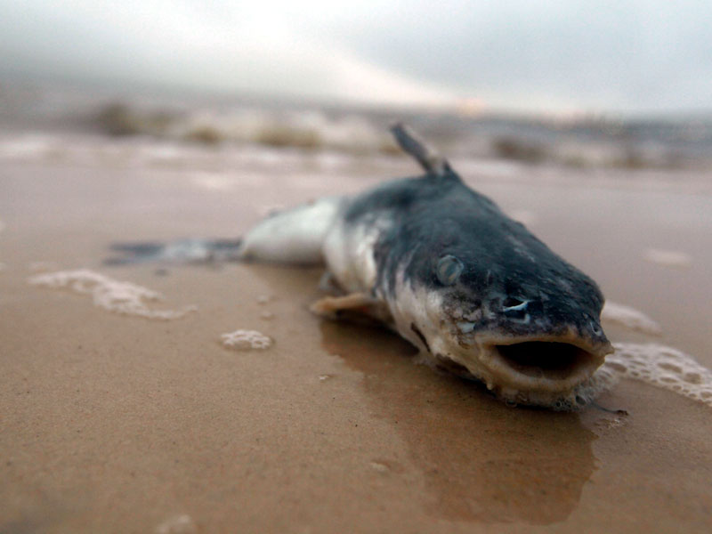 Un pez muerto tendido en la playa,