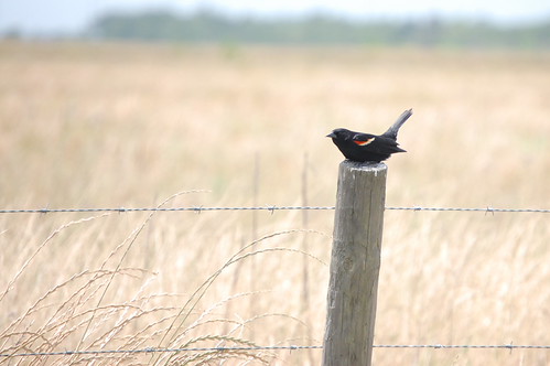 red-winged blackbird... by just call me Mr Lucky