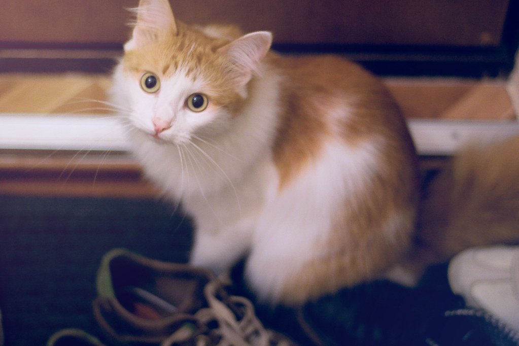 The Cat