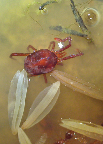 Desperate Mite | by Sea Moon