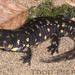 Flickr photo 'Ambystoma tigrinum: Eastern Tiger Salamander' by: Todd W Pierson.