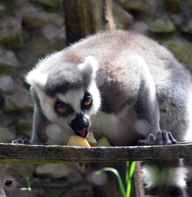 Gyűrűsfarkú maki - Ring-tailed lemur