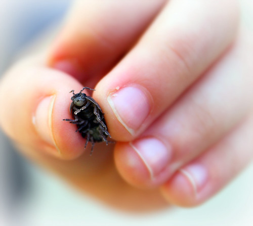 Roly Poly | by kristin_conrad