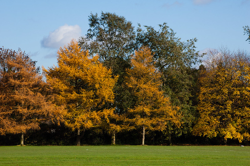 Autumn trees