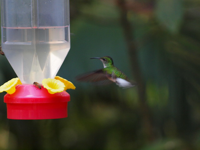 Hummingbirds at Monteverde #1