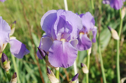 blue iris flower nature field landscape purple historic bloom beardediris clump bluerhythm