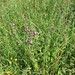 Flickr photo 'Clinopodium vulgare (Wild Basil / Borstelkrans) 1143' by: Bas Kers (NL).