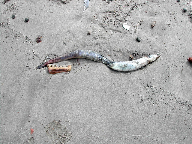 Anguilla anguilla (European eel / Paling of Europese aal)