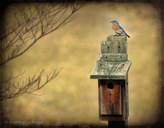 mister bluebird