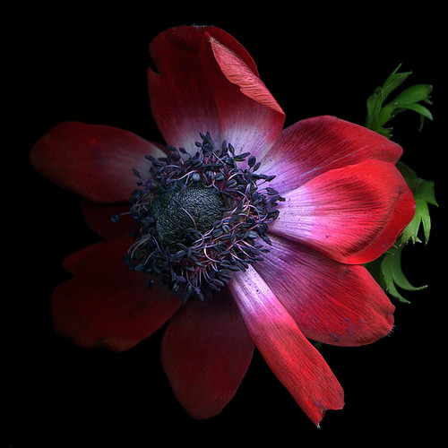 THE RED, SHY ANEMONE de CAEN with  THE BEAUTIFUL HEART by magda indigo