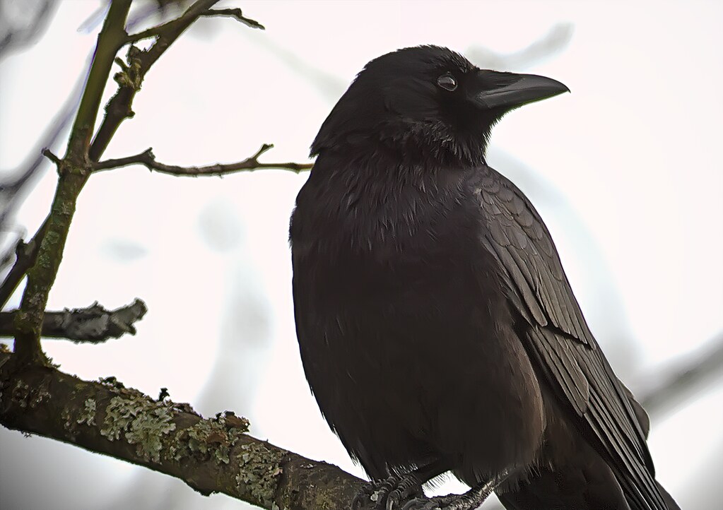 Black Crow, White Sky by hurgleburgle