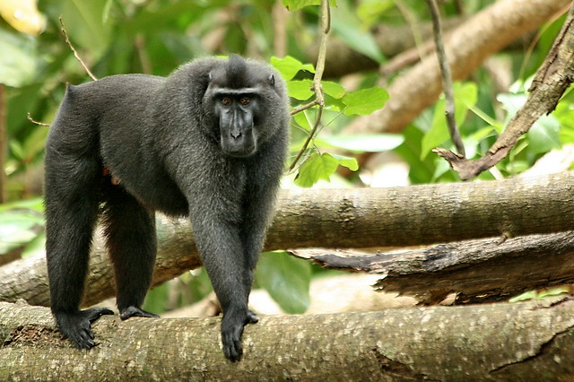 Wartabone, adult male crested macaque