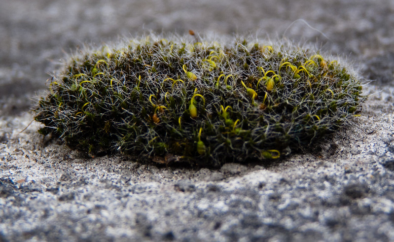 Moss