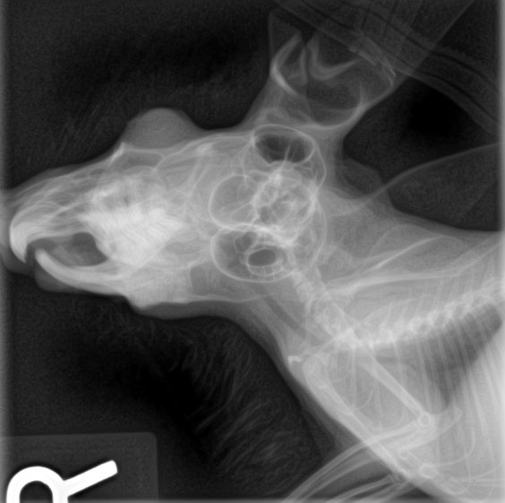 Flickriver: Photoset 'Chinchilla skull rads' by Olathe Animal Hospital ...