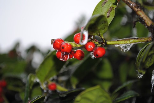 christmas2009 (9) | by mschub