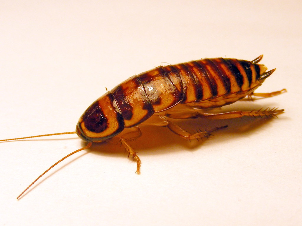 Черный жук похожий на таракана. Американский таракан Periplaneta Americana. Полосатый таракан. Полосатые насекомые. Таракан с полосками.