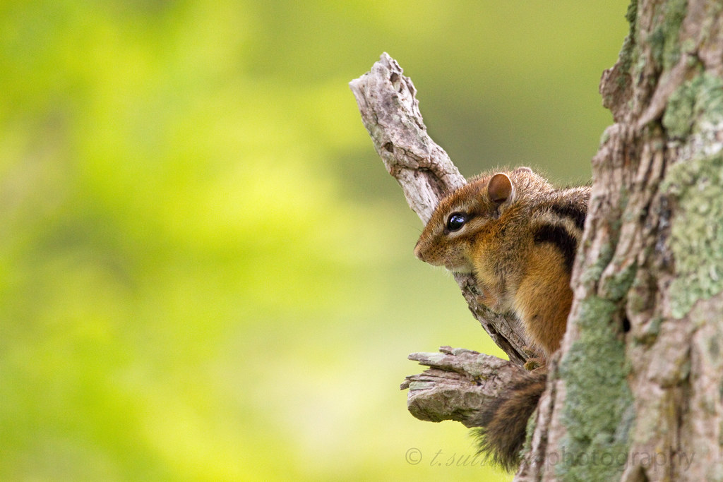 Chipmunk In A Tree, AKA Not A Fawn | Brace yourself for a ch… | Flickr