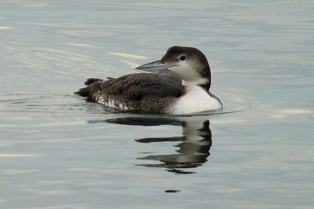 Common Loon Uncommonly Close
