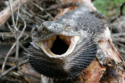 Eastern Bearded Dragon (Pogona barbata)