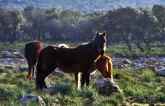 Giara's horses (Is cuaddeddus), Sardinia