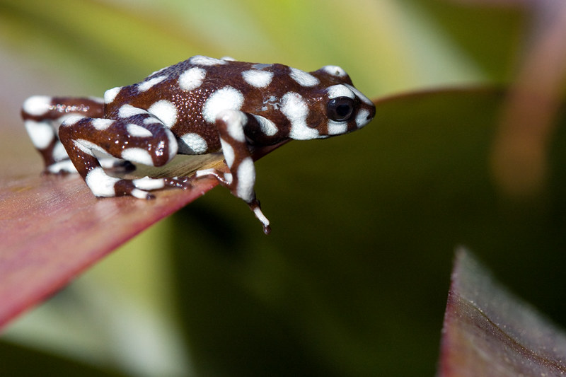 Excidobates mysteriosus, Rio Maranon Poison Frog, in habit… | Flickr