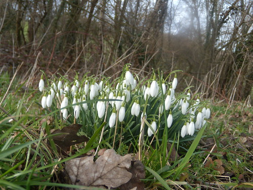 Snowdrops Witley to Haslemere