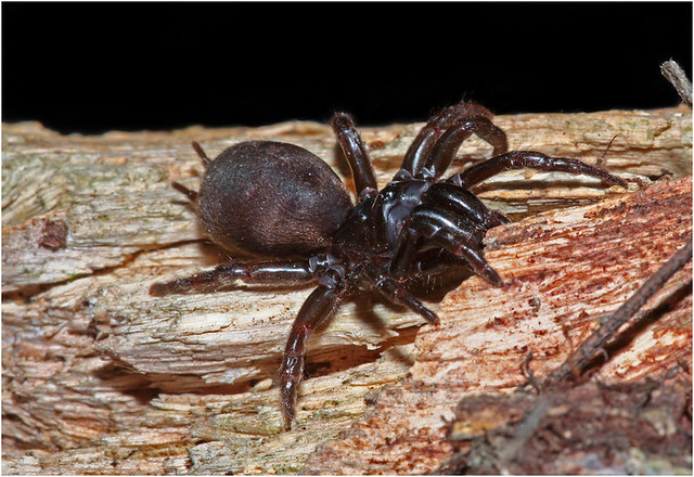 Purseweb Spider (Sphodros abboti)