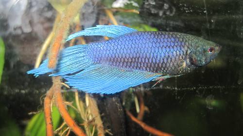 Fighter Fish | by Somak Pal