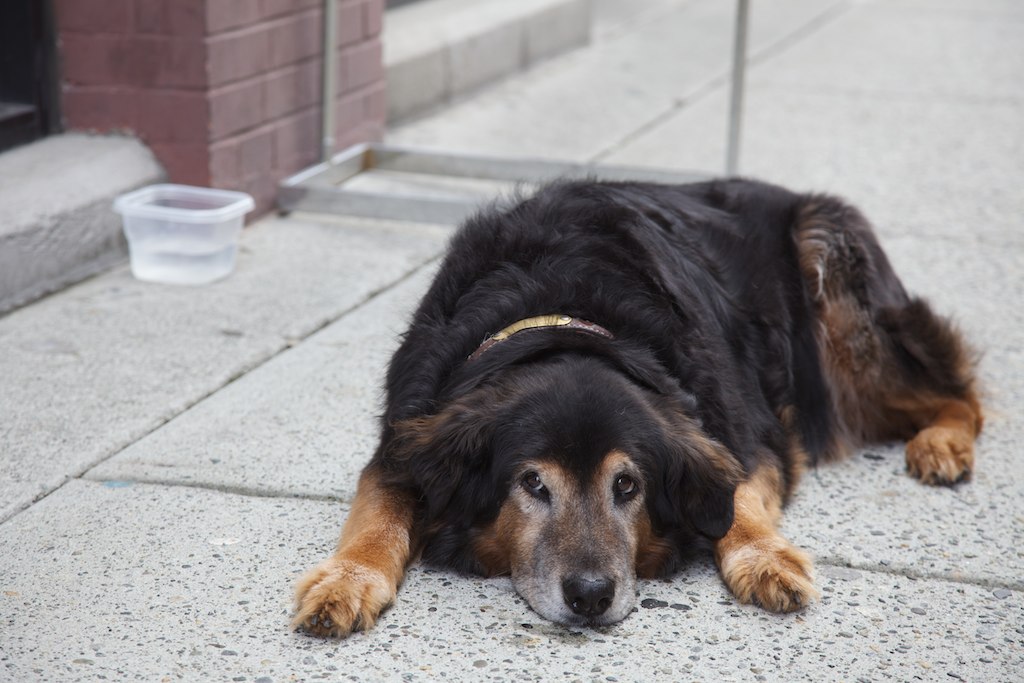 Sad Dog