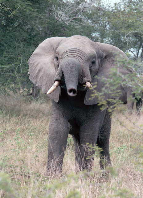 Elephant - Kruger National Park, SA