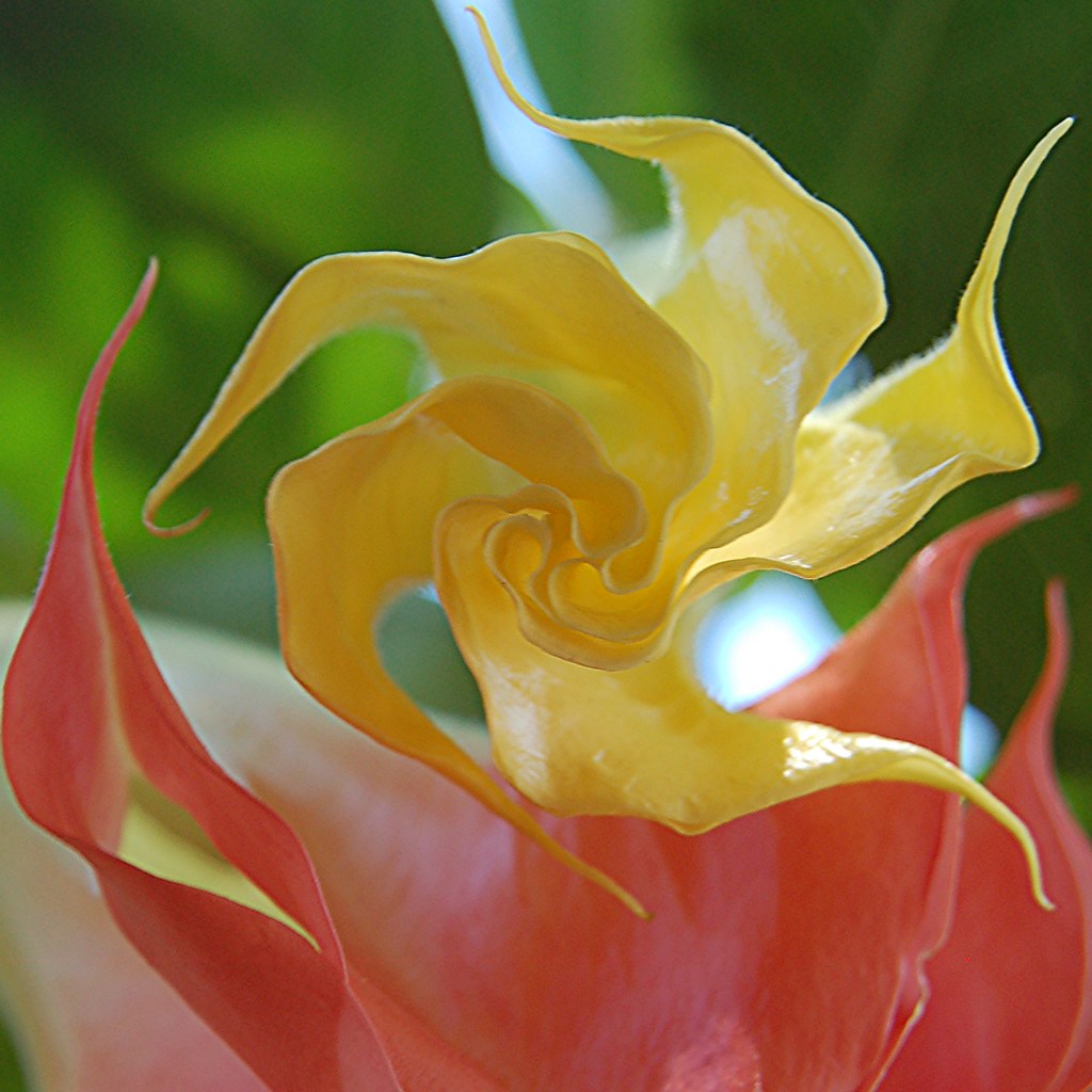 Yellow and pink candy-like Datura Lily buds unfurl in the morning sunlight