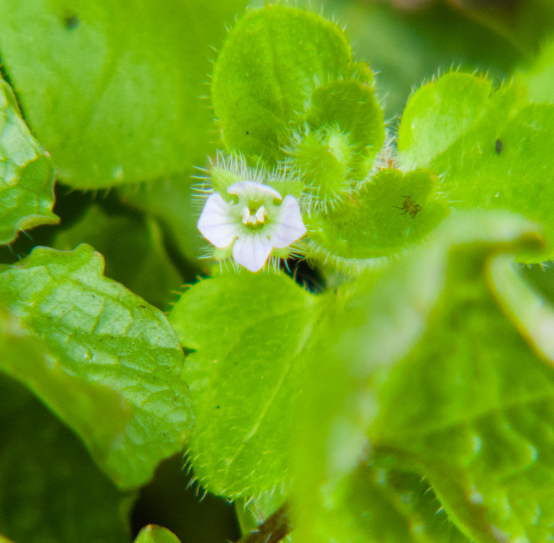 Ivy leaved speedwell