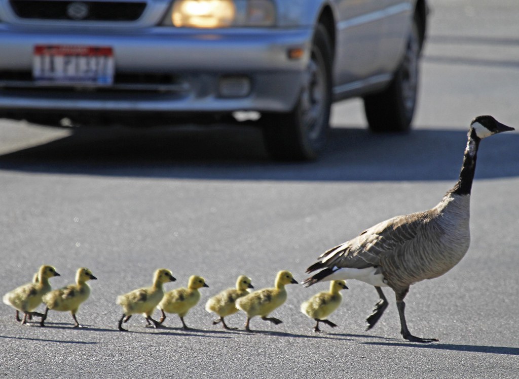 ~Why Did The Geese Cross The Road...?~ by mikenpo