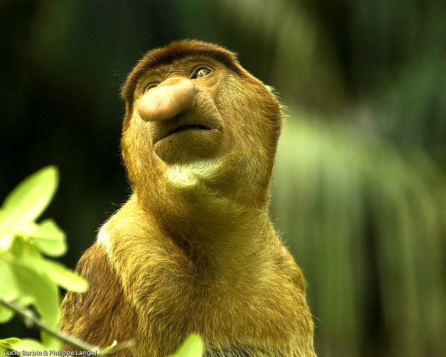 Proboscis monkey - Bako National Park - Sarawak - Malaysia