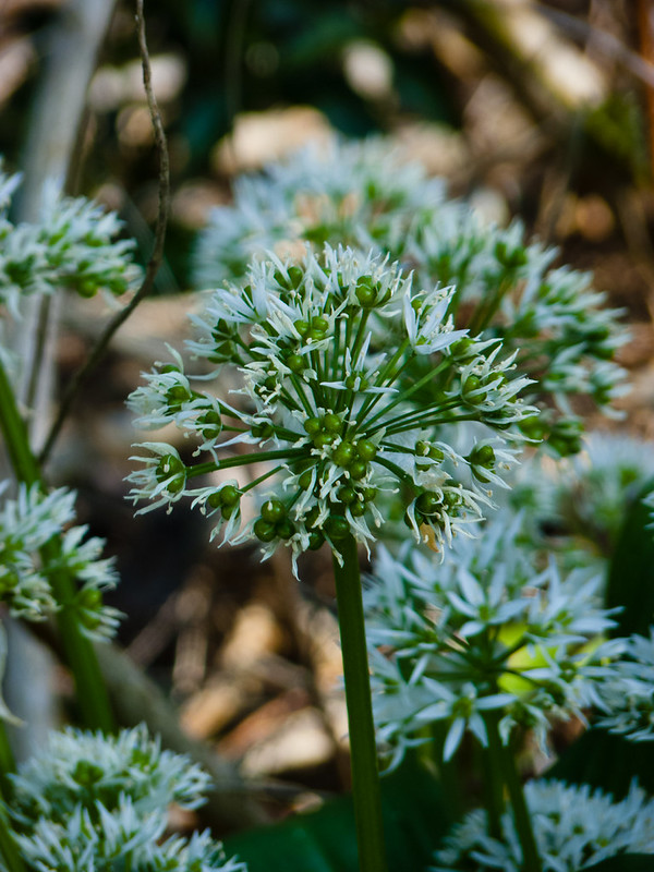 Wild garlic flower