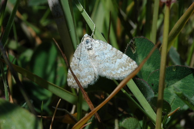 Perizoma albulata (Grass Rivulet / Ratelaarspanner)