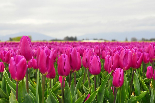 tulip on growth hormones stands above the rest