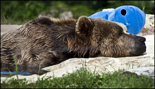 Tired Brown Bear | by mimsjodi