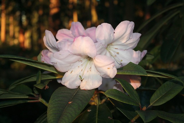 Aroma of Tacoma rhododendron