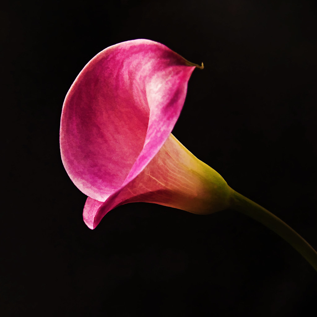 lily_0313 | calla lily shot with a flash through umbrella on… | Flickr