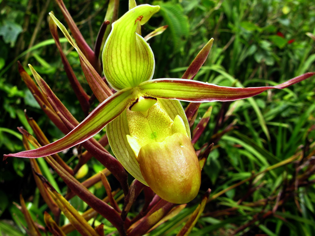 orquidea * Phragmipedium longifolium | Phragmipedium es un g… | Flickr